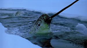 This is a Narwhal, a type of whale that has a long tooth that looks like a horn.